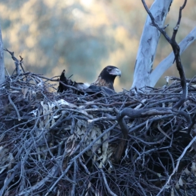 Aquila audax (Wedge-tailed Eagle) at Majura, ACT - 21 Jul 2021 by jb2602