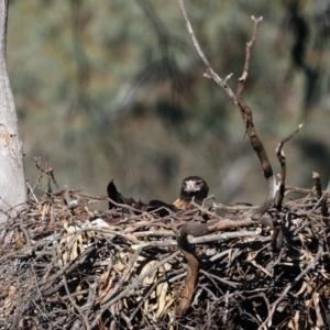 Aquila audax at Majura, ACT - suppressed