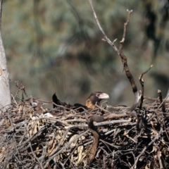 Aquila audax at Majura, ACT - 21 Jul 2021