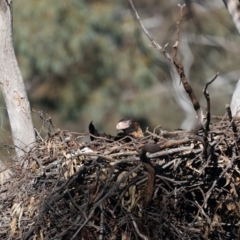 Aquila audax at Majura, ACT - suppressed