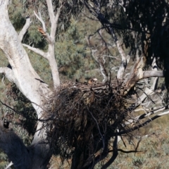 Aquila audax at Majura, ACT - 21 Jul 2021