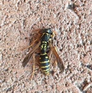 Polistes (Polistes) chinensis at Cobbitty, NSW - 26 Jul 2021