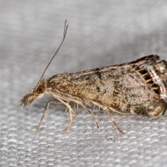 Glaucocharis dilatella (A Crambid moth) at Paddys River, ACT - 12 Nov 2018 by Bron