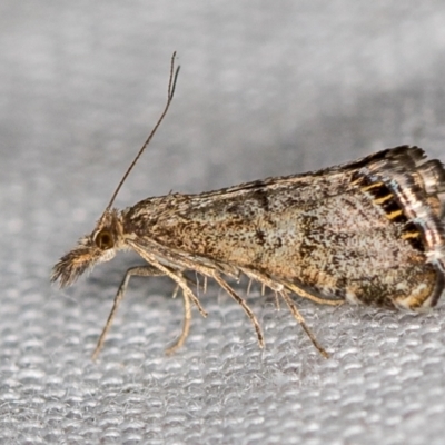 Glaucocharis dilatella (A Crambid moth) at Tidbinbilla Nature Reserve - 11 Nov 2018 by Bron