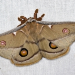 Opodiphthera eucalypti (Emperor Gum Moth) at Paddys River, ACT - 12 Nov 2018 by Bron