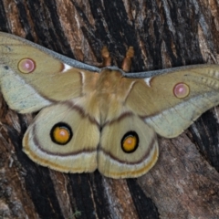 Opodiphthera eucalypti at Paddys River, ACT - 12 Nov 2018 10:24 AM