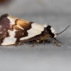 Philenora irregularis (Lithosiini) at Paddys River, ACT - 12 Nov 2018 by Bron