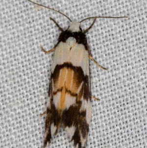 Philenora irregularis at Paddys River, ACT - 12 Nov 2018