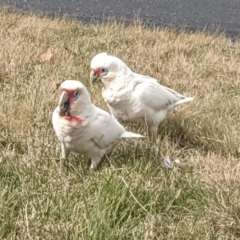 Cacatua tenuirostris (Long-billed Corella) at Phillip, ACT - 24 Jul 2021 by JackyF