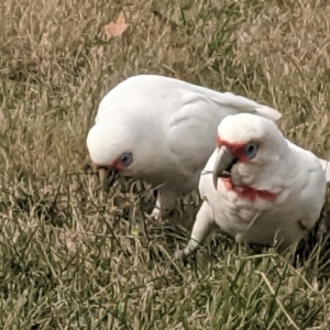 Cacatua tenuirostris at Phillip, ACT - 24 Jul 2021 12:22 PM