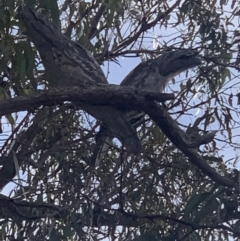 Podargus strigoides (Tawny Frogmouth) at Tombong, NSW - 25 Jul 2021 by BlackFlat