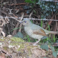 Ptilonorhynchus violaceus (Satin Bowerbird) at Wingecarribee Local Government Area - 20 Jul 2021 by MatthewFrawley