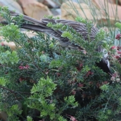 Anthochaera carunculata (Red Wattlebird) at Gundaroo, NSW - 26 Jul 2021 by Gunyijan