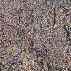 Acanthiza pusilla (Brown Thornbill) at Murrumbateman, NSW - 26 Jul 2021 by SimoneC