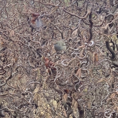 Acanthiza pusilla (Brown Thornbill) at Murrumbateman, NSW - 25 Jul 2021 by SimoneC