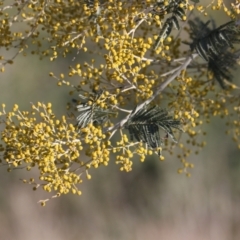 Acacia dealbata subsp. dealbata (Silver Wattle) at Albury - 27 Jul 2021 by PaulF