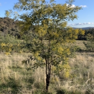 Acacia dealbata subsp. dealbata at Springdale Heights, NSW - 27 Jul 2021 11:39 AM