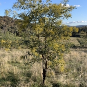 Acacia dealbata subsp. dealbata at Springdale Heights, NSW - 27 Jul 2021