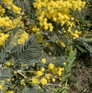 Acacia dealbata subsp. dealbata at Springdale Heights, NSW - 27 Jul 2021