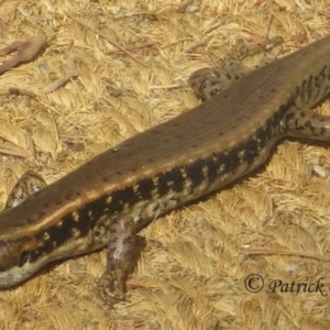 Eulamprus quoyii at Bullaburra, NSW - suppressed