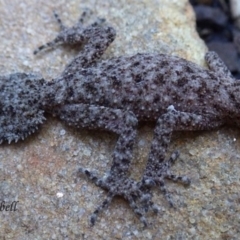 Phyllurus platurus (Broad-tailed Gecko) at Blue Mountains National Park, NSW - 27 Jul 2021 by PatrickCampbell