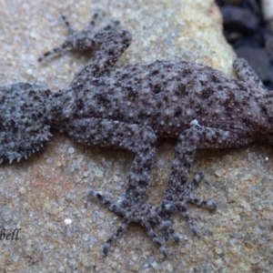 Phyllurus platurus at Blue Mountains National Park, NSW - suppressed