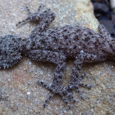 Phyllurus platurus (Broad-tailed Gecko) at Blue Mountains National Park, NSW - 26 Jul 2021 by PatrickCampbell