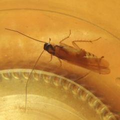 Robshelfordia circumducta (Shelford's Variable Cockroach) at Pollinator-friendly garden Conder - 25 Mar 2021 by michaelb