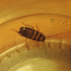 Robshelfordia sp. (genus) (A Shelford cockroach) at Pollinator-friendly garden Conder - 25 Mar 2021 by michaelb