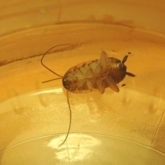 Robshelfordia sp. (genus) at Conder, ACT - 25 Mar 2021