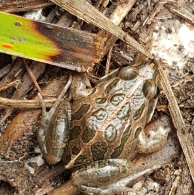 Limnodynastes tasmaniensis (Spotted Grass Frog) at Bruce Ridge - 27 Jul 2021 by trevorpreston