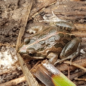 Limnodynastes tasmaniensis at Bruce, ACT - 27 Jul 2021