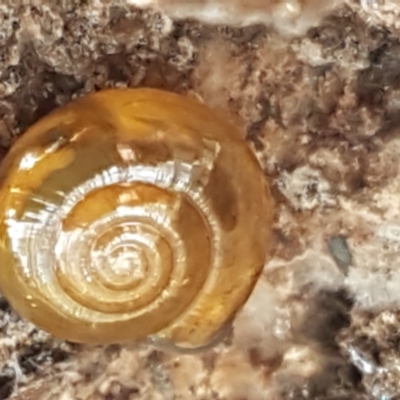 Oxychilus alliarius (Garlic Snail) at Bruce Ridge - 27 Jul 2021 by trevorpreston