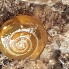 Oxychilus alliarius (Garlic Snail) at Bruce, ACT - 27 Jul 2021 by tpreston