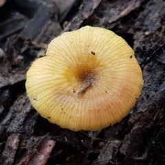 zz agaric (stem; gills white/cream) at Bruce, ACT - 27 Jul 2021 by trevorpreston