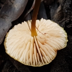 zz agaric (stem; gills white/cream) at Bruce, ACT - 27 Jul 2021 10:39 AM