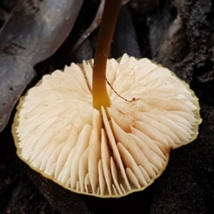 zz agaric (stem; gills white/cream) at Bruce, ACT - 27 Jul 2021 10:39 AM