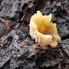 zz agaric (stem; gills white/cream) at Bruce, ACT - 27 Jul 2021 10:39 AM