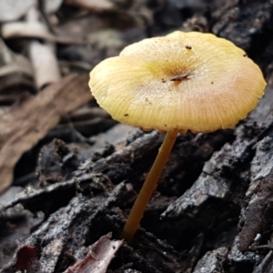 zz agaric (stem; gills white/cream) at Bruce, ACT - 27 Jul 2021 10:39 AM