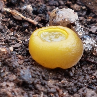Aleurina ferruginea (Fleshy Cup Fungus) at Bruce Ridge - 27 Jul 2021 by trevorpreston