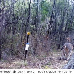 Notamacropus rufogriseus (Red-necked Wallaby) at Cooleman Ridge - 14 Jul 2021 by alexnewman