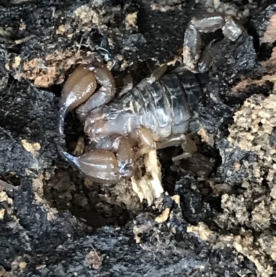 Urodacus manicatus (Black Rock Scorpion) at Bruce Ridge - 27 Jul 2021 by MattFox