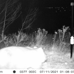 Vombatus ursinus (Common wombat, Bare-nosed Wombat) at Cooleman Ridge - 12 Jul 2021 by alexnewman