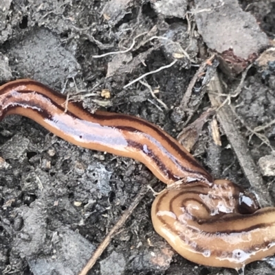 Anzoplana trilineata (A Flatworm) at Bruce, ACT - 27 Jul 2021 by MattFox