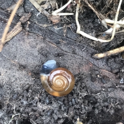 Oxychilus alliarius (Garlic Snail) at Bruce Ridge - 27 Jul 2021 by MattFox