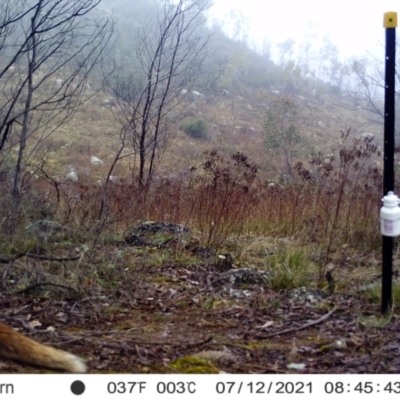 Vulpes vulpes (Red Fox) at Cooleman Ridge - 12 Jul 2021 by alexnewman