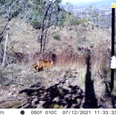 Vulpes vulpes at Chapman, ACT - 12 Jul 2021