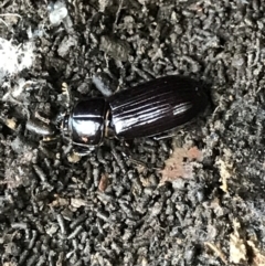 Aulacocyclus edentulus (Passalid beetle) at Bruce Ridge - 27 Jul 2021 by MattFox