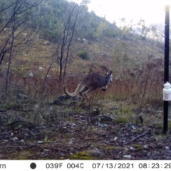 Macropus giganteus (Eastern Grey Kangaroo) at Chapman, ACT - 12 Jul 2021 by alexnewman