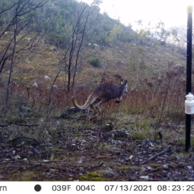 Macropus giganteus (Eastern Grey Kangaroo) at Cooleman Ridge - 12 Jul 2021 by alexnewman